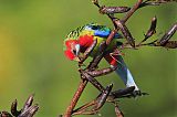 Eastern Rosella